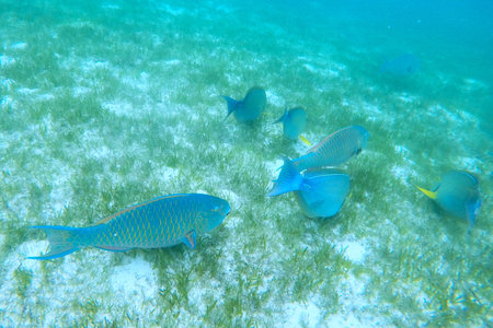 Coral reef with fish at Seychelles, Mahe