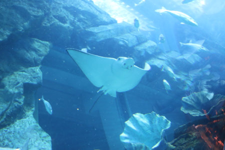 A stingray swimming in a large aquarium on a sunny day.の写真素材