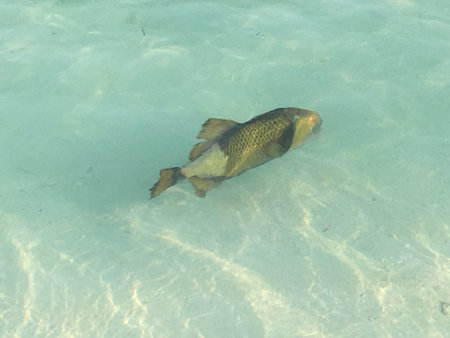 Carp fish in the sea, Seychelles, La Digueの写真素材
