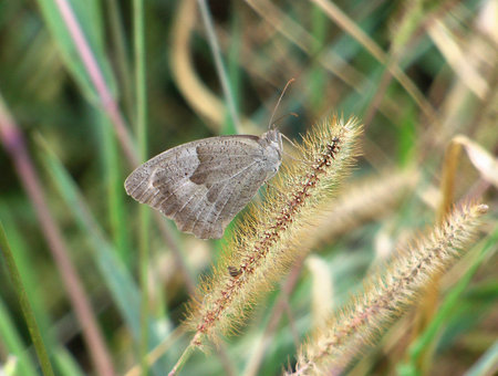 A Butterflyの写真素材