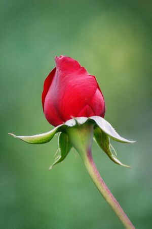 red rose growing in the wild on a green natural backgroundの写真素材