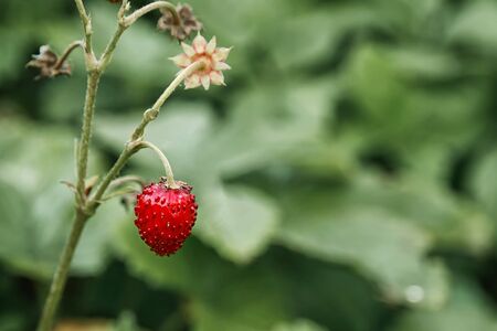 Forest strawberries on a branch on a Sunny day. Healthy nutrition in a single berry.の写真素材