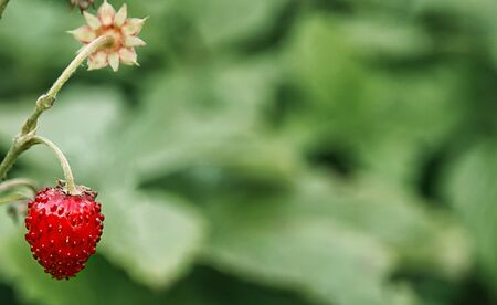 Forest strawberries on a branch on a Sunny day. Healthy nutrition in a single berry.の写真素材