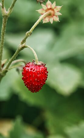 Forest strawberries on a branch on a Sunny day. Healthy nutrition in a single berry.の写真素材