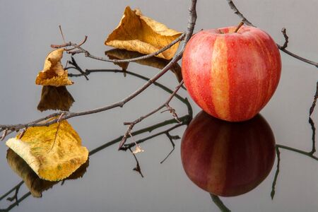 striped red Apple with yellow autumn leaves and a branch on black glassの写真素材