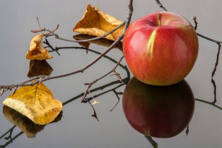 striped red Apple with yellow autumn leaves and a branch on black glassの写真素材