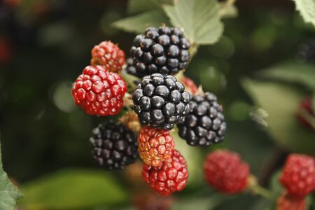Ripe and unripe BlackBerry berries on a Bush branchの写真素材