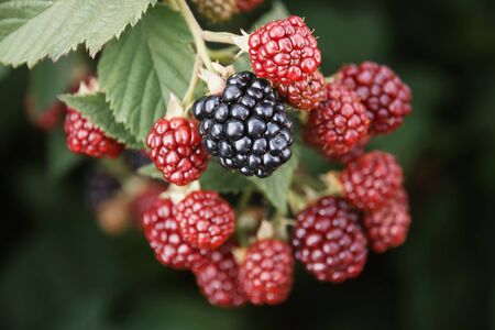 Ripe and unripe BlackBerry berries on a Bush branchの写真素材