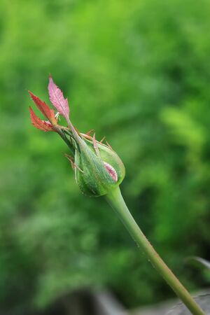 An unopened rose Bud on a branch in the garden against a background of green leavesの写真素材