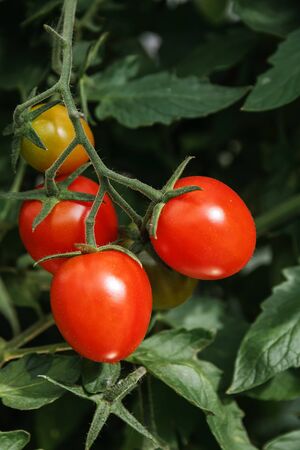Red, ripe cherry tomatoes on a branch growing in a country gardenの写真素材