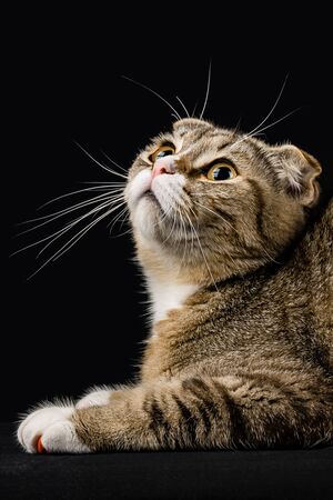 Cat with mustache looking attentive upwardsの写真素材