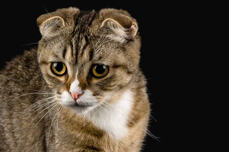 Cat with a purposeful lookの写真素材