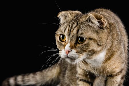Cat with the gaze of a hunterの写真素材