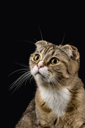 The surprised look of a cat looking up.の写真素材