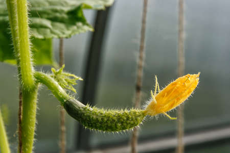Cucumber on a branch growing in a greenhouseの写真素材