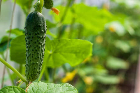 Cucumber on a branch growing in a greenhouseの写真素材