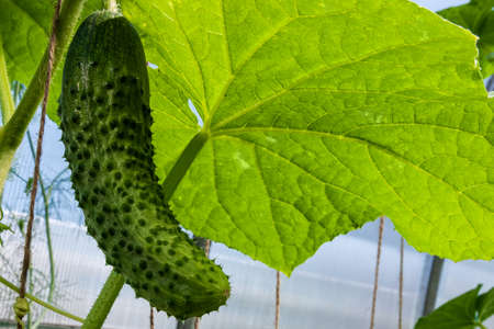 Cucumber on a branch growing in a greenhouseの写真素材