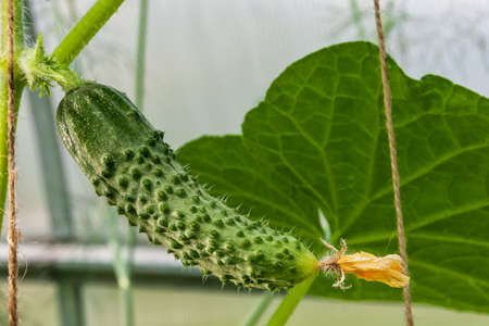 Cucumber on a branch growing in a greenhouseの写真素材