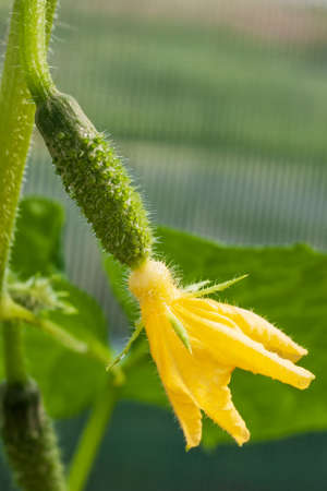 Cucumber on a branch growing in a greenhouseの写真素材