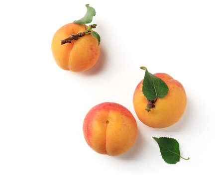 Apricots with green leaves under insulationの写真素材
