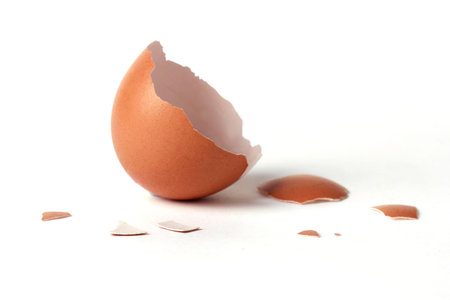 half egg shell opening  It uncooked splinter 