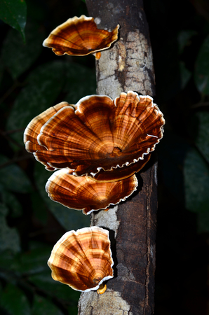 Wild mushroom on mossy trunk in the forestの写真素材