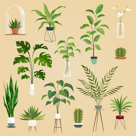 Plants in pots. Houseplant, succulent plants. Ficus planting in flowerpots vector isolated set.のイラスト素材