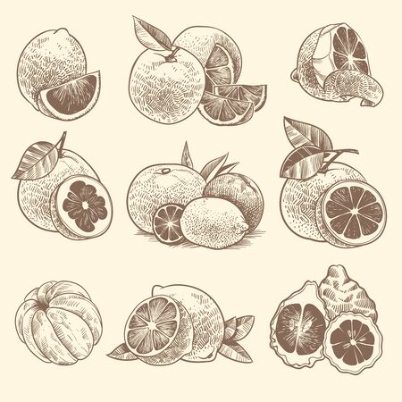 Sketch citrus. Oranges, lemons and grapefruit, lime. Citrus fruits and flower with leaves. Hand drawn vintage botanical engraved tropical fresh fruit vector setのイラスト素材