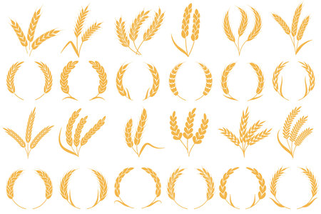 Wheat or barley ears. Golden grains harvest, stalk grain wheat, corn oats rye barley organic flour agriculture plant vector bread pattern and frame shape collectionのイラスト素材