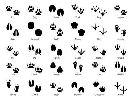 Animal footprints. Walking track animals paw with name, pets tracks, bird and wild animals trail, wildlife safari feet silhouette isolated vector foot printsのイラスト素材