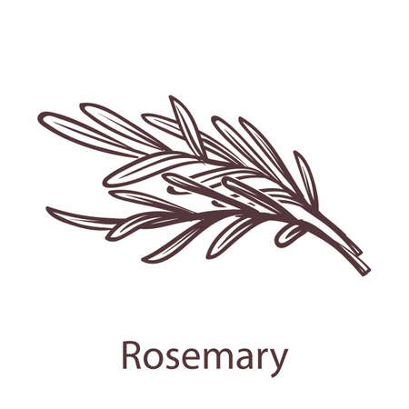 Rosemary icon. Botanical hand drawn branch with leaves sketch for labels and packages in engraving style. Aromatherapy antioxidant herb cooking symbol for restaurant or cafe menu vector single elementのイラスト素材