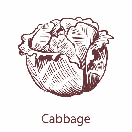Cabbage icon. Detailed organic vegetarian product sketch, cooking ingredient for labels and packages in engraving style botanical hand drawn isolated vegetable for menu vector single element with textのイラスト素材