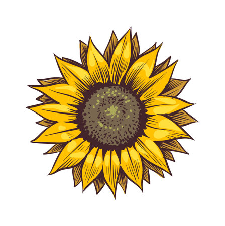 Yellow sunflower. Wildflower sun shaped view from above, sunny blossom with black seeds and petals, hand drawn botanical floral close up sketch style colored illustration vector single isolated objectのイラスト素材