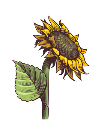 Yellow sunflower. Wildflower sun shaped view from above, sunny blossom with black seeds and petals, hand drawn botanical floral close up sketch style colored illustration vector single isolated objectのイラスト素材