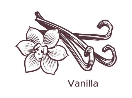 Hand drawn vanilla illustration. Sketch cooking and perfumery ingredient for labels and packages in engraving style. Aromatherapy antioxidant pods, sticks and flower, vector single isolated elementのイラスト素材