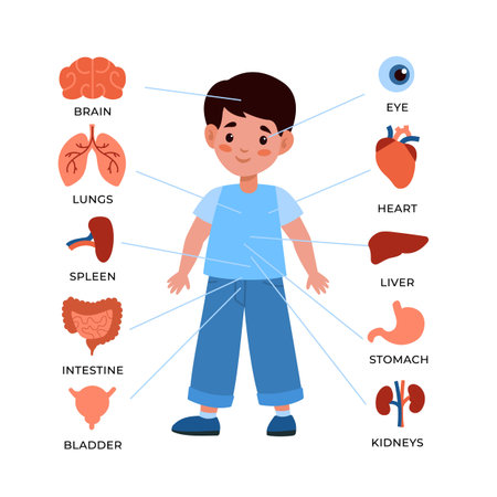 Kids internal organs system. Little boy with markers and organs around, children s anatomical educational poster, childish anatomy infographics. Vector cartoon flat isolated illustrationのイラスト素材