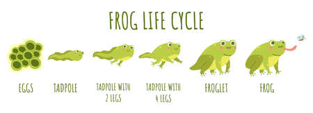 Frog life cycle. Stages development and growth of toad, water animal transforming stages, funny amphibians age changes, becoming an adult. Cute water reptiles, vector cartoon flat conceptのイラスト素材