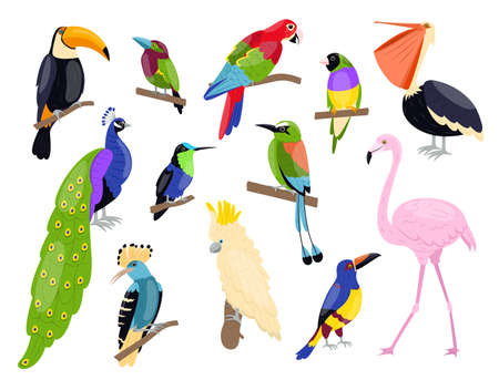 Tropical exotic birds. Bright color parrots, polynesian fauna, pink flamingo, toucan and peacock sitting on branch, summer wildlife and zoo isolated graphic elements, vector cartoon setのイラスト素材