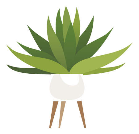 Green house plant. Succulent in pot stand. Indoor gardening isolated on white backgroundのイラスト素材