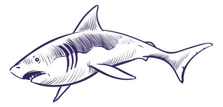 Shark in hand drawn style. Ocean predator sketchのイラスト素材