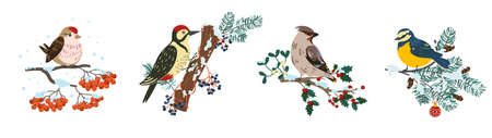 Winter birds on branches. Cute little birds on different trees sprigs, tit and woodpecker, sparrow and bullfinch sit on barely and rowan trees, christmas vibes, feathered creatures vector setのイラスト素材