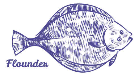 Flounder sketch. Flat ocean fish. Sea bottom animalのイラスト素材