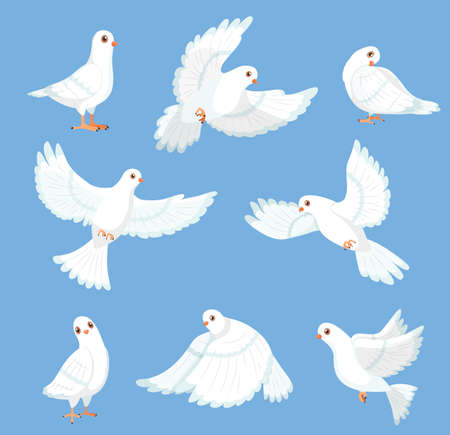 Cartoon white dove. Peace and freedom symbol pigeon, different poses, flying and walking cute birds, city fauna, hope and love, drawing funny urban characters, vector isolated setのイラスト素材