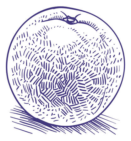 Fresh orange fruit engraving. Hand drawn whole citrusのイラスト素材