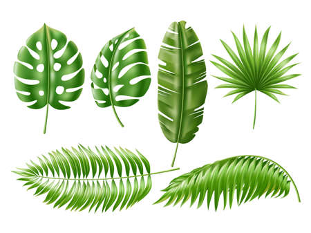 Realistic tropical leaves. Exotic green plants, isolated jungle foliage, hawaiian palms elements for decor, 3d banana and monstera on white background, summer utter vector botanical setのイラスト素材