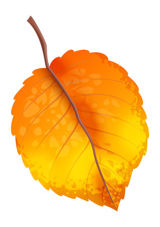 Realistic autumn leaves. Fall orange wood foliage. Fallen yellow leaf, single element isolated on white background for seasonal decor, forest trees colorful botanical flora vector illustrationのイラスト素材