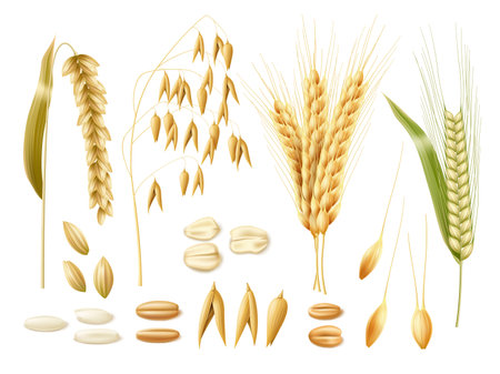 Realistic wheat ears. 3d cereal crops, oats, rye, rice and wheat, isolated agricultural plants, raw grains, seeds and flakes, bakery and beer ingredients, harvest elements, utter vector setのイラスト素材
