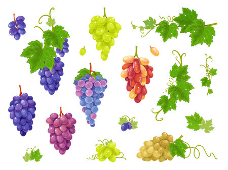 Grape varieties. Red, black, white and green grapes, raw materials for wine and juice production, bunches with leaves, natural harvest, delicious berries, classy vector isolated setのイラスト素材