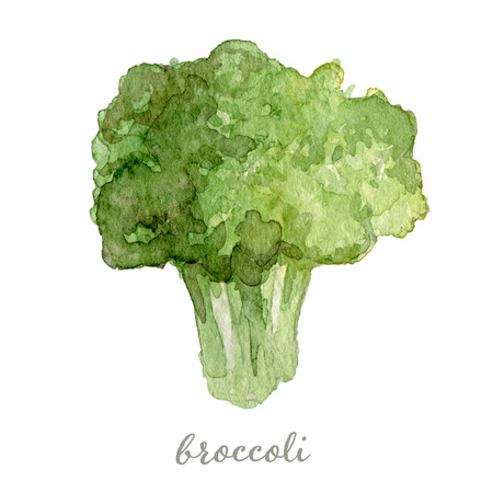 Watercolor broccoli - hand painted vector illustrationのイラスト素材
