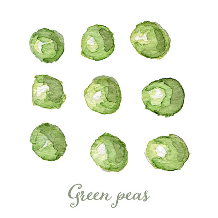 Watercolor green peas- hand painted vector illustrationのイラスト素材